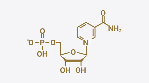Containing only “β-Form NMN”<br>the exact natural form found in human body.
